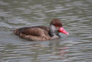 09-3253 Red-crested Pochard Netta rufina Camargue France
